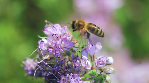 Bee collecting nectar on a summer meadow