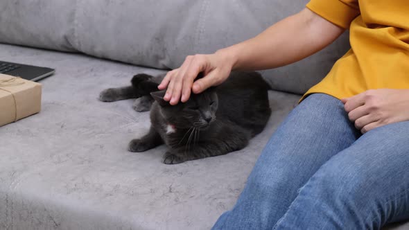 A female hand stroking a gray cat on the sofa.