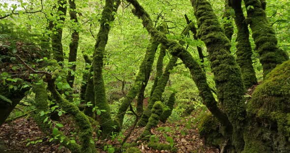 The Toul Goulic gorge, Cotes d Armor department, Brittany in France alt