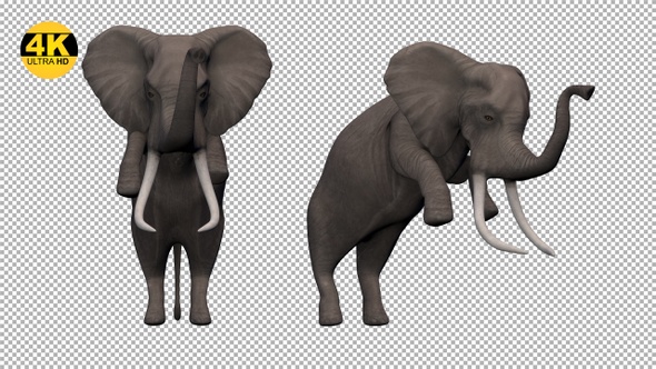 Elephant Attack Pack V1 (Pack of 4)