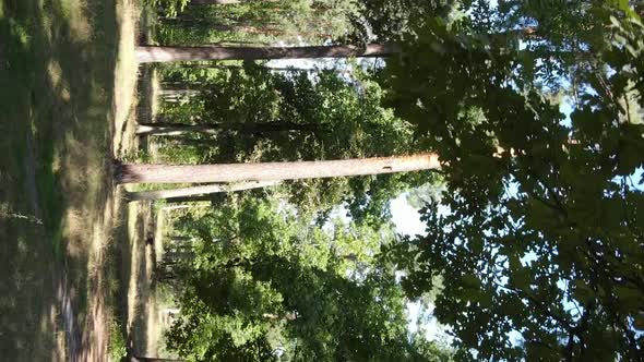 Vertical Video of a Beautiful Forest in Summer alt