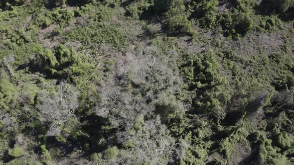 Pantanal - drone of the wetland looking down 90 degrees moving quite fast alt