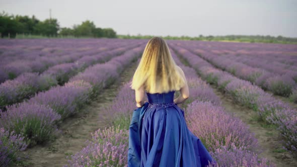 Blonde in a Blue Dress Walking Along a Lavender Field in Flowering Bushes at Sunset in Summer alt