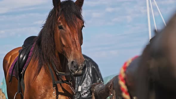 Beautiful Brown Harnessed Horse Stands Near the Stable in Nature Slow Motion alt