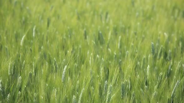  Green Wheat Stalks Blow in the Wind. Natural Wheat Field. Beautiful Nature Wheat Field