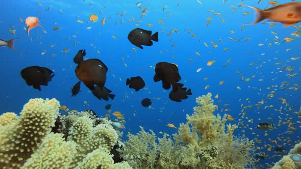 Reef Coral Garden alt