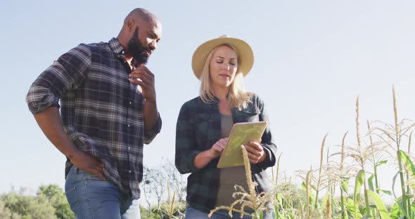 Video of happy diverse female and male with tablet in field on sunny day alt
