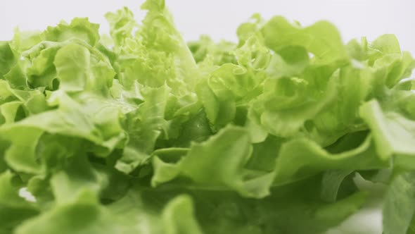 Green oak fresh lettuce planted in the Hydroponics style is beautifully placed and slowly rotating. alt