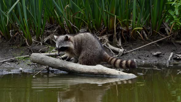 Raccoon at Forest Lake - 05 - 4K