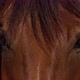 Horse&#39;s Eyes Blink Closeup the Horse&#39;s Muzzle Copy Space - VideoHive Item for Sale