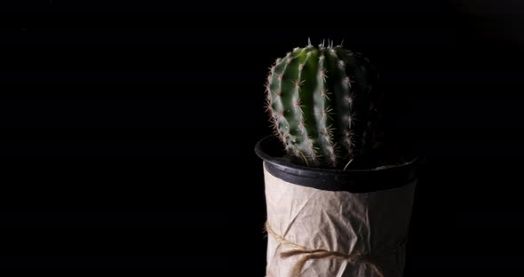A close up Echinocactus On Black Background alt