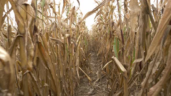 spooky video of dry corn in the field.