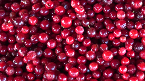 Partridgeberry or Cowberry