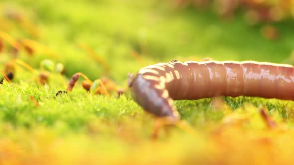 An Earthworm Is a Terrestrial Invertebrate That Belongs To the Class Clitellata alt