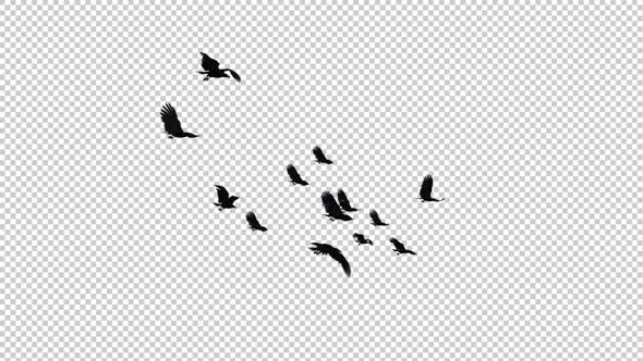 Raven Flock - 13 Birds - Flying Loop