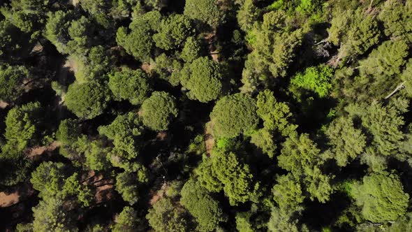 Aerial flight Divjaka-Karavasta National Park in Albania