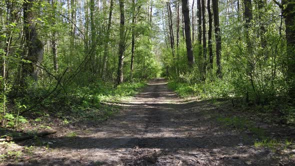 Green Forest During the Day Aerial View alt