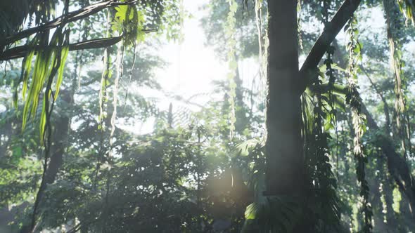 Misty Jungle Rainforest in Fog alt