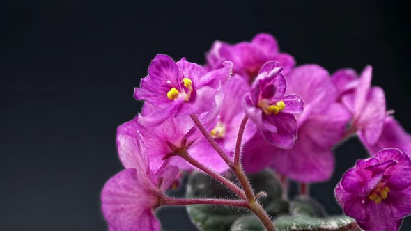 Violet Flowers - 4K