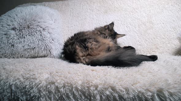 Maine Coon Cat Washing on the Couch Slow Motion Handheld Cam Middle Plan