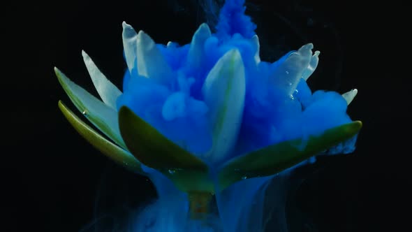 Slow Motion of Blue Color Ink Paint in Water and White Lotus Water Lily Flower alt