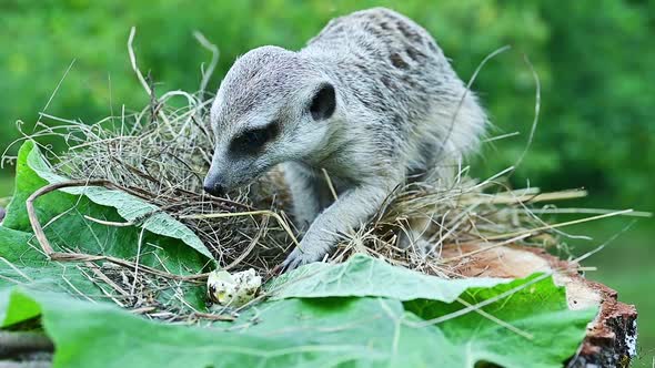 Meerkat ruins a quail nest 