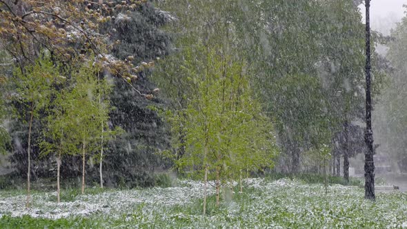  Snow Is Falling on the Green Trees in the Spring
