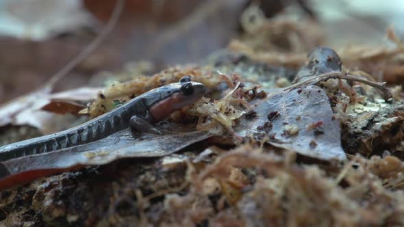 shots of north carolina native salamanders by BlackBoxGuild | VideoHive