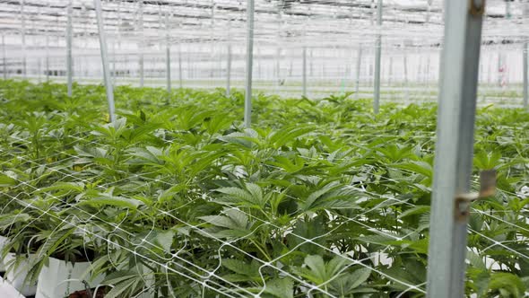 Medical Cannabis plants growing under controlled conditions in a large greenhouse alt
