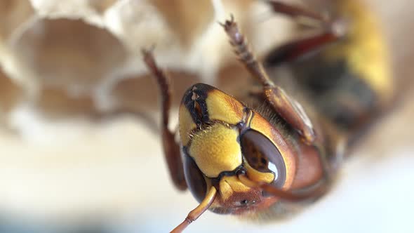 Detail of a hornet (insects in the genus Vespa) alt