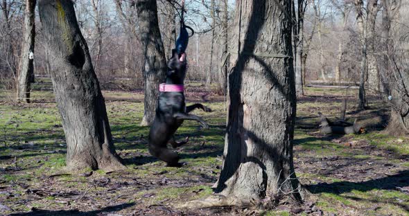 Active American Pit Bull Terrier with Cute Pink Collar Jumps High Up Trunk of Tree to Get Tug Toy