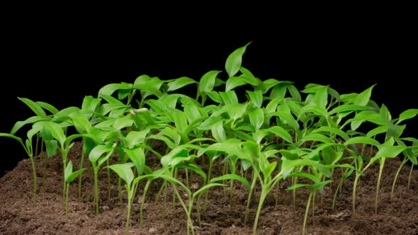 Time Lapse of Growth Sweet Bell Peppers Plants alt