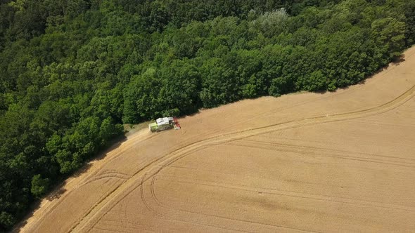 Aerial view of Harvesting on the wheat field Combine near Forest. Agriculture Machinery alt