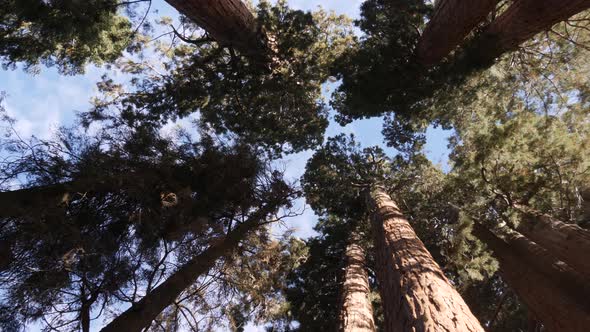 Giant sequoia trees in Sequoia National Park, California, USA alt