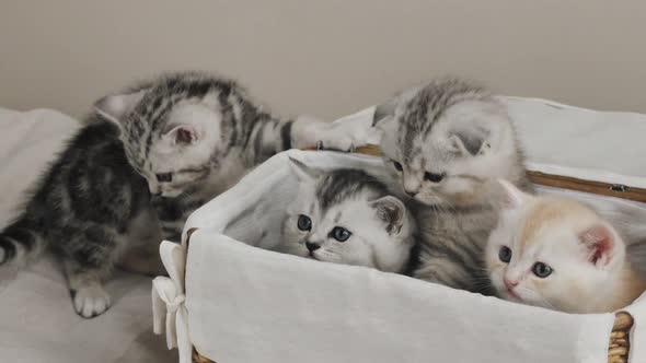 Kittens Peeking Out of the Box