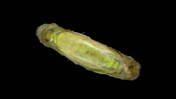 Trichoptera Pupa Under a Microscope Family Hydroptilidae alt