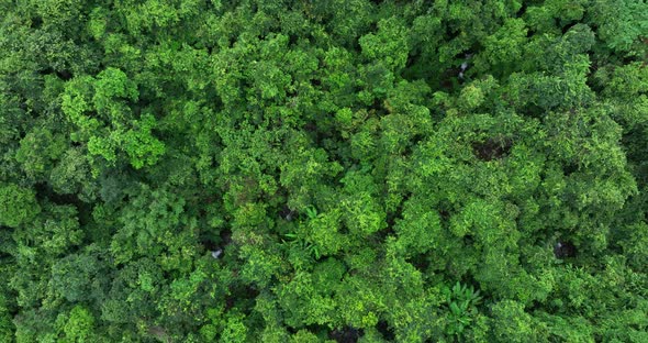 Aerial footage of beautiful tropical forest mountain landscape in summer alt