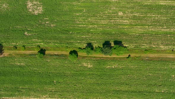 Green fields aerial view before harvest at summer. Road aerial alt