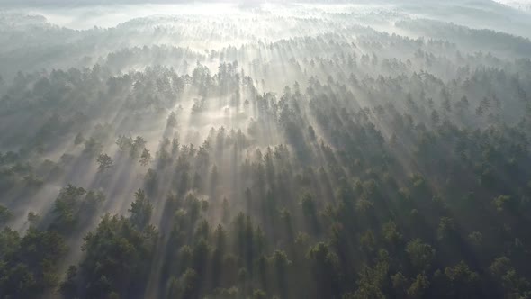 Flying Above Boundless Pine Forest Covered with Mist During Sunrise in Morning, Sun Rays Shining alt