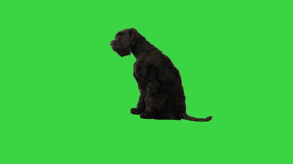 Big Black Giant Schnauzer Dog Laying Down on a Green Screen Chroma Key