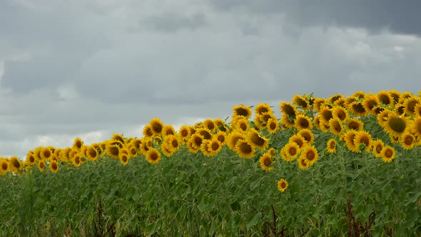 Summer landscape, beauty sunset over sunflowers field