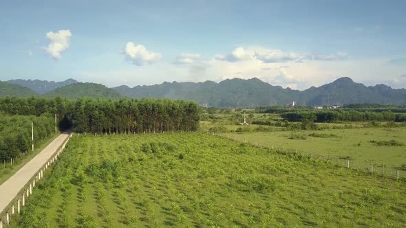 Aerial Motion Above Corn Field and Grove Near Village on Day alt