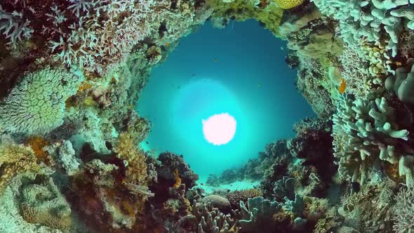 Coral Reef and Tropical Fish. Panglao, Philippines. alt