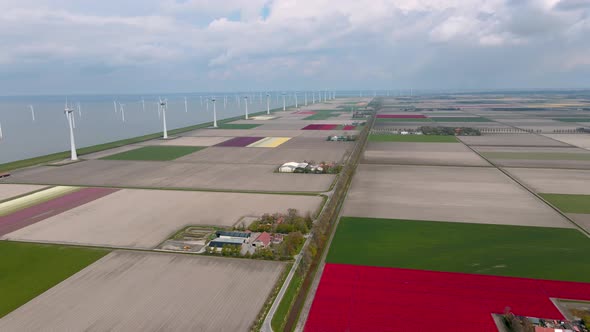 Tulip Field in The Netherlands Colorful Tulip Fields in Flevoland Noordoostpolder Holland Dutch alt