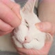 Getting eye drops in a cat. - VideoHive Item for Sale
