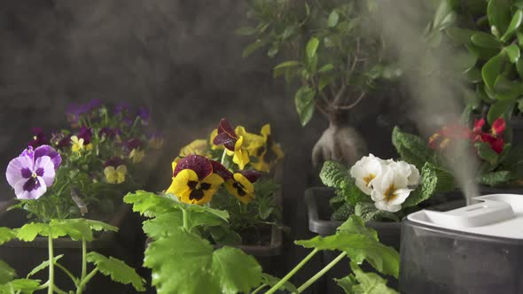 Water mist stream from a humidifier on flower pots with various spring flower