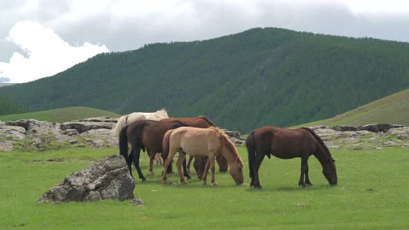 Free Mongolian Horses alt
