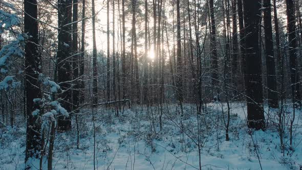 The sun's rays make their way through the branches of pine trees covered with snow. alt