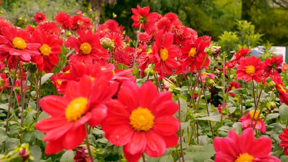 Blooming red gerberas in the park. alt