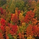 Autumn colors in the forest. - VideoHive Item for Sale